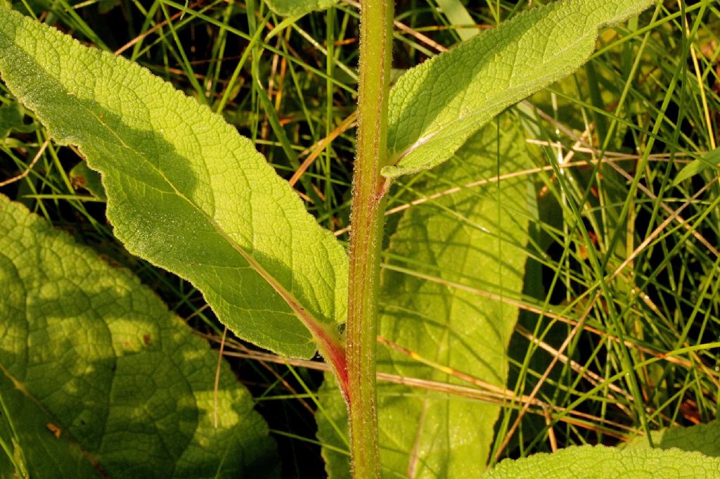 Verbascum nigrum / Verbasco nero